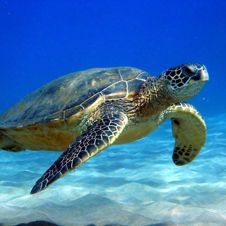#5 New! Cozy Getaway Hot Spot Hilo Keaau Big Island Of Hawaii Self Checkin Studio Apt Exteriör bild